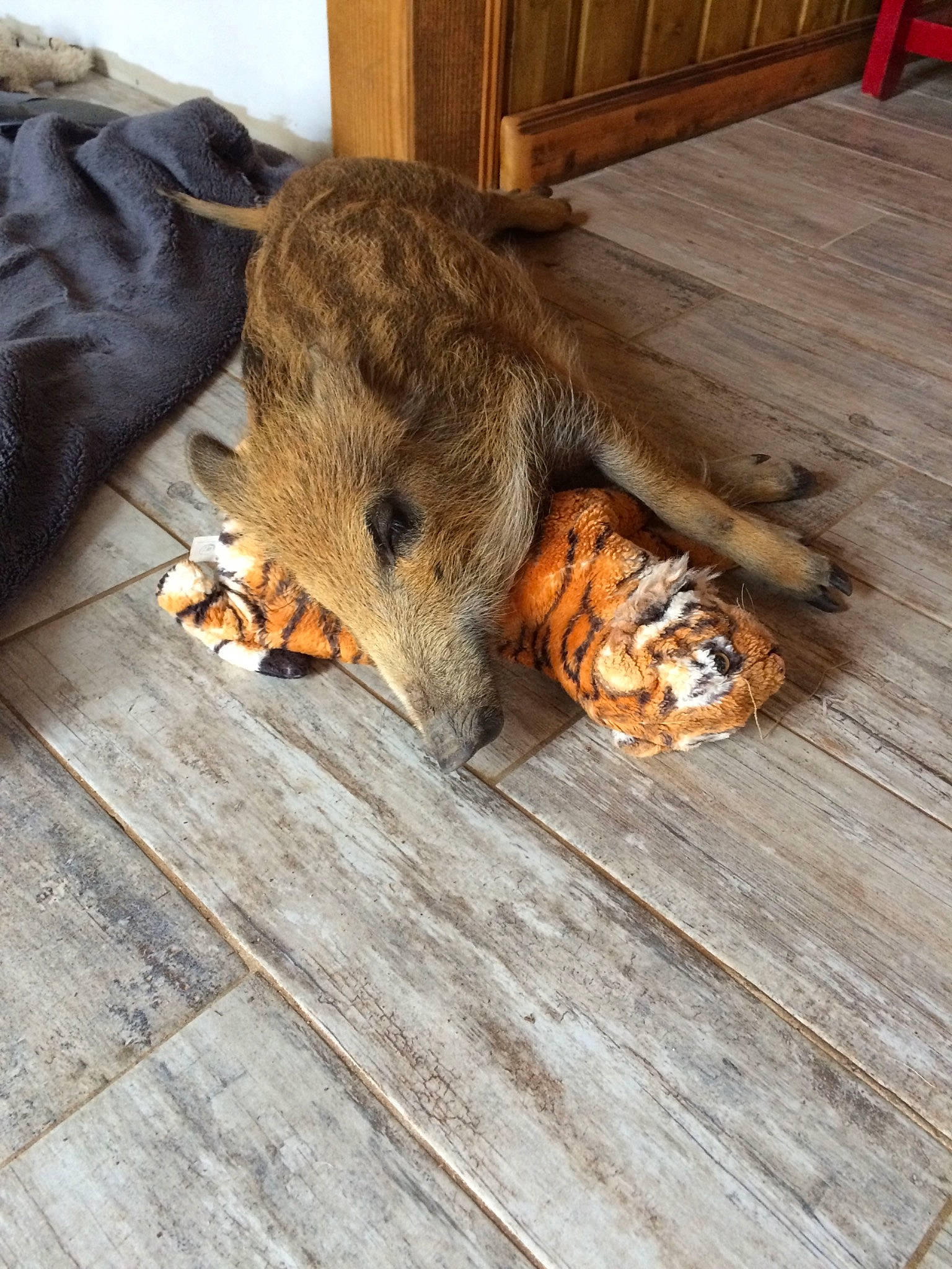 Prunelle participe au concours pour gagner de l'argent avec cette photo : canidae, carnivore, dog, dog_breed, fawn, floor, flooring, fur, hardwood, sporting_group, wood, wood_flooring