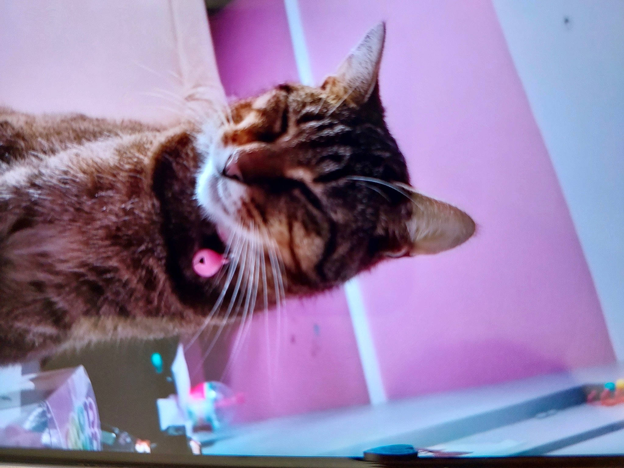 Chipie a rejoint le concours — aidez-le/la à gagner de superbes lots ! carnivore, cat, claw, comfort, display_device, domestic_short_haired_cat, felidae, fur, magenta, paw, plant, rectangle, small_to_medium_sized_cats, tail, whiskers, window, yawn