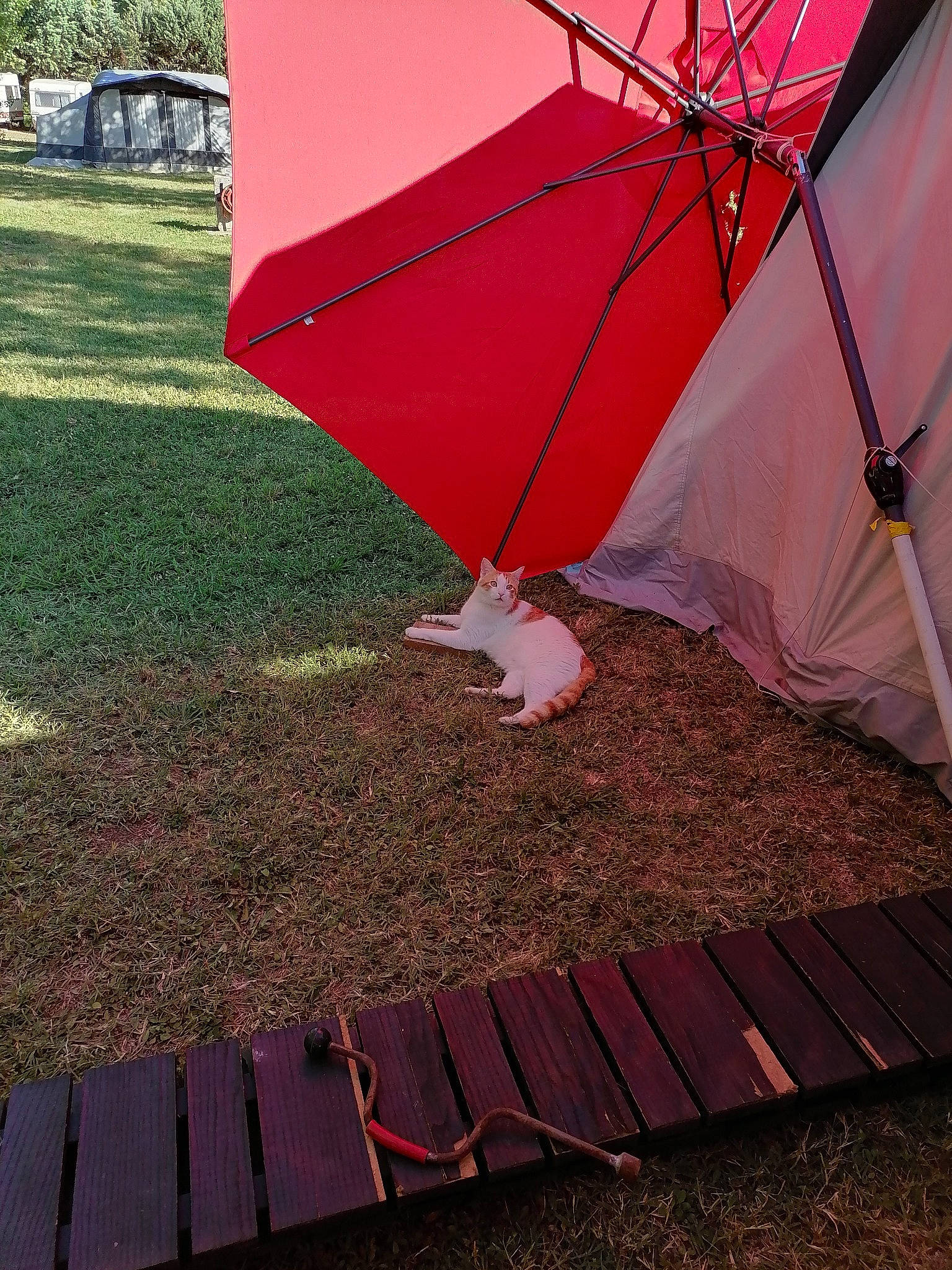 Piwi participe au concours pour gagner de l'argent avec cette photo : carmine, fashion_accessory, flooring, grass, grassland, landscape, lawn, leaf, leisure, magenta, plant, rectangle, red, shade, soil, tints_and_shades, tree, triangle, umbrella, wood