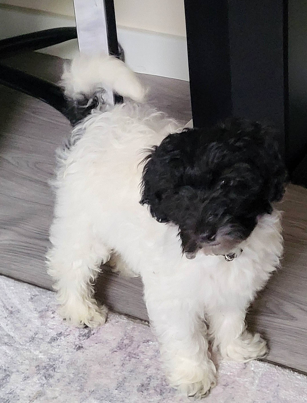 Ollie is registered to the contest to win money with this photo: canidae, carnivore, companion_dog, dog, dog_breed, dog_collar, fur, maltepoo, non_sporting_group, small_terrier, snout, sporting_group, tail, terrier, toy_dog, water_dog, working_animal