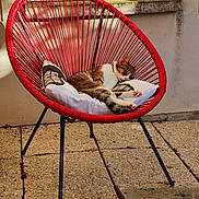 Noisette a rejoint le concours — aidez-le/la à gagner de superbes lots ! cat, tabby_cat, sleeping, chair, red_chair, cushion, outdoor, sunlight, patio, floor_tiles, relaxation, resting, feline, pet, domestic_animal, cozy, warm_light, window, wall, leg