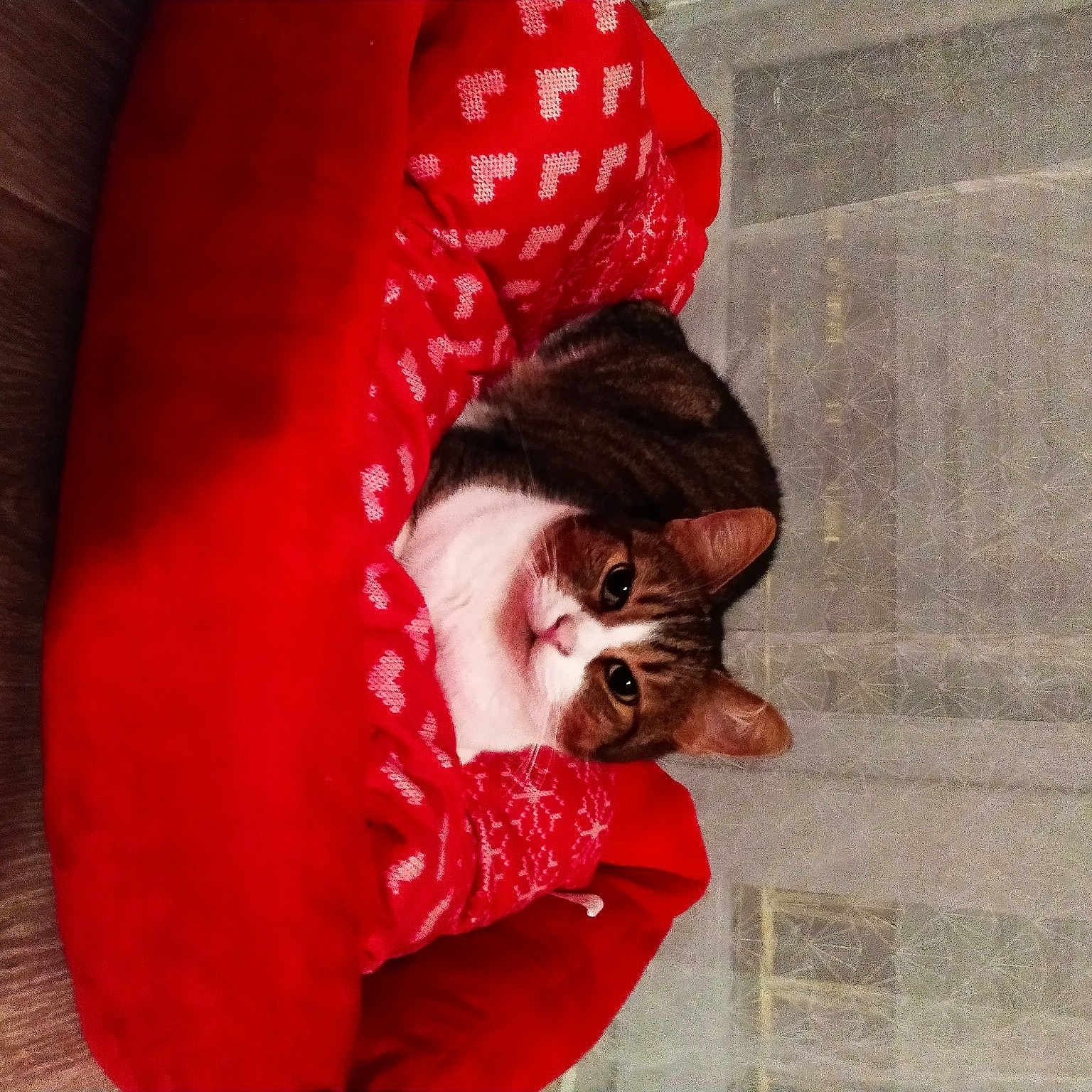 Noisette