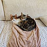 Noisette participe au concours pour gagner de l'argent avec cette photo : cat, cats, pet, animal, feline, couch, blanket, cozy, snuggling, indoor, relaxed, fur, tabby, striped, white, brown, cute, resting, home, comfort