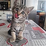 Alya a rejoint le concours — aidez-le/la à gagner de superbes lots ! kitten, cat, tabby_cat, tongue_out, table, kitchen, indoor, curious, cute, pet, animal, furniture, patterned_tablecloth, domestic_cat, small_animal, young_cat, playful, whiskers, ears, paws