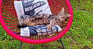 Alya participe au concours pour gagner de l'argent avec cette photo : cat, tabby_cat, chair, pink_chair, pillow, outdoor, garden, greenery, grass, relaxed, pet, animal, feline, nature, daylight, leaves, tree, wood, cushion, lounge