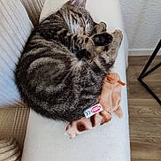 Alya a rejoint le concours — aidez-le/la à gagner de superbes lots ! kitten, cat, sleeping, fur, tabby, toy, plush, white_surface, cozy, cute, paw, resting, indoor, pet, animal, striped, feline, comfort, small, peaceful