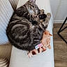 kitten, cat, sleeping, fur, tabby, toy, plush, white_surface, cozy, cute, paw, resting, indoor, pet, animal, striped, feline, comfort, small, peaceful