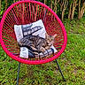Alya participe au concours pour gagner de l'argent avec cette photo : cat, tabby_cat, chair, red_chair, pillow, outdoor, garden, grass, bushes, greenery, relaxed, animal, pet, feline, resting, nature, daylight, comfort, seat, portrait