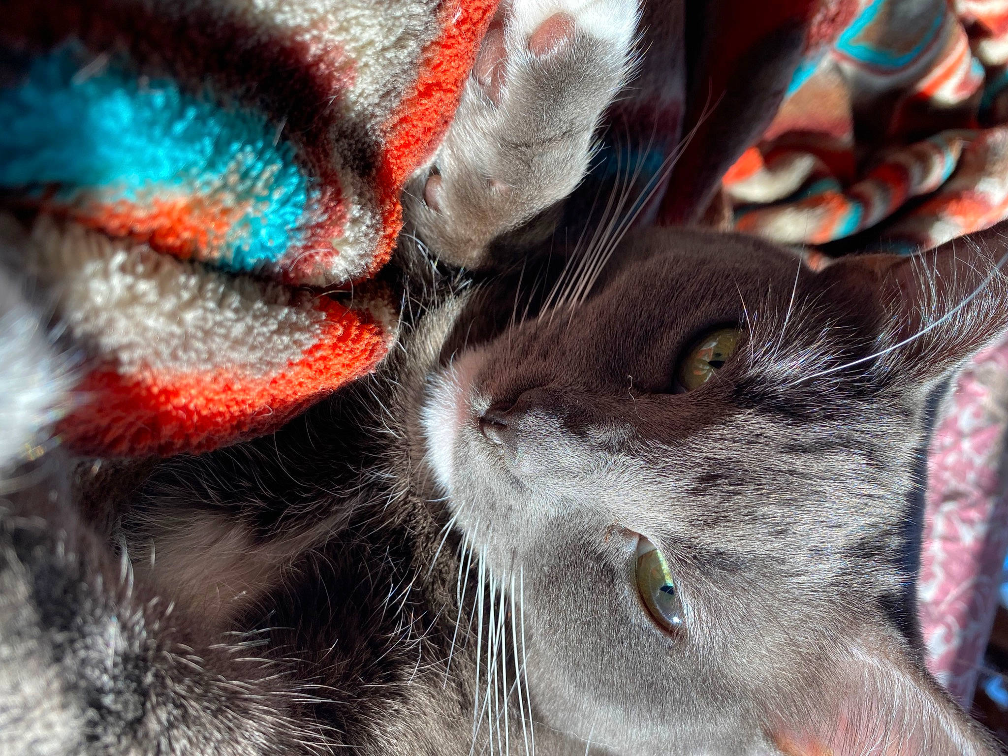 Chinnu is registered to the contest to win money with this photo: carmine, carnivore, cat, claw, close_up, comfort, domestic_short_haired_cat, ear, electric_blue, felidae, fur, human_leg, mammal, pattern, paw, small_to_medium_sized_cats, snout, tail, whiskers