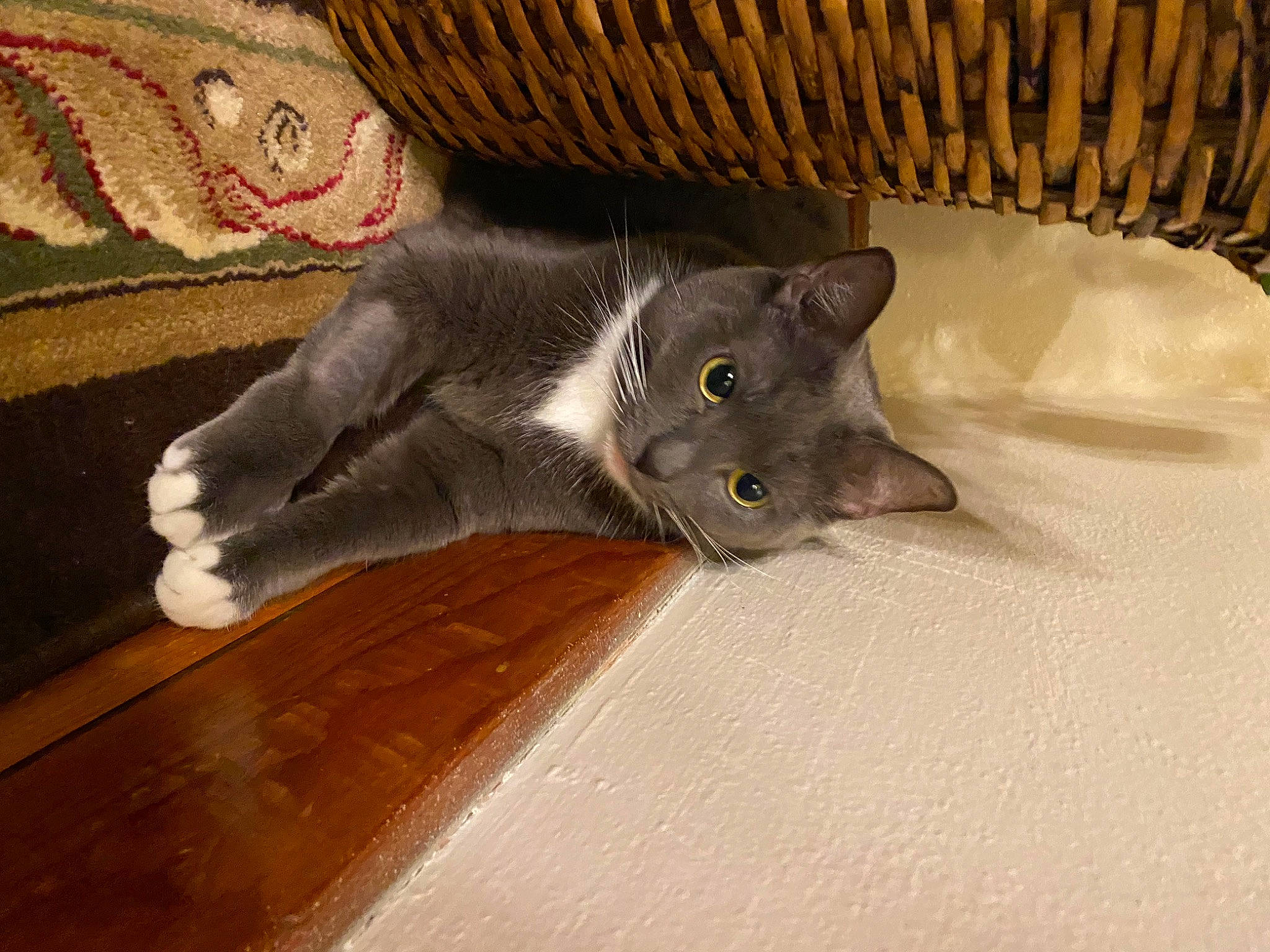 Chinnu joined the competition — help win amazing prizes! black_cat, carnivore, cat, claw, comfort, domestic_short_haired_cat, fawn, felidae, flooring, fur, grey, hardwood, paw, russian_blue, small_to_medium_sized_cats, snout, tail, whiskers, wood, wood_stain