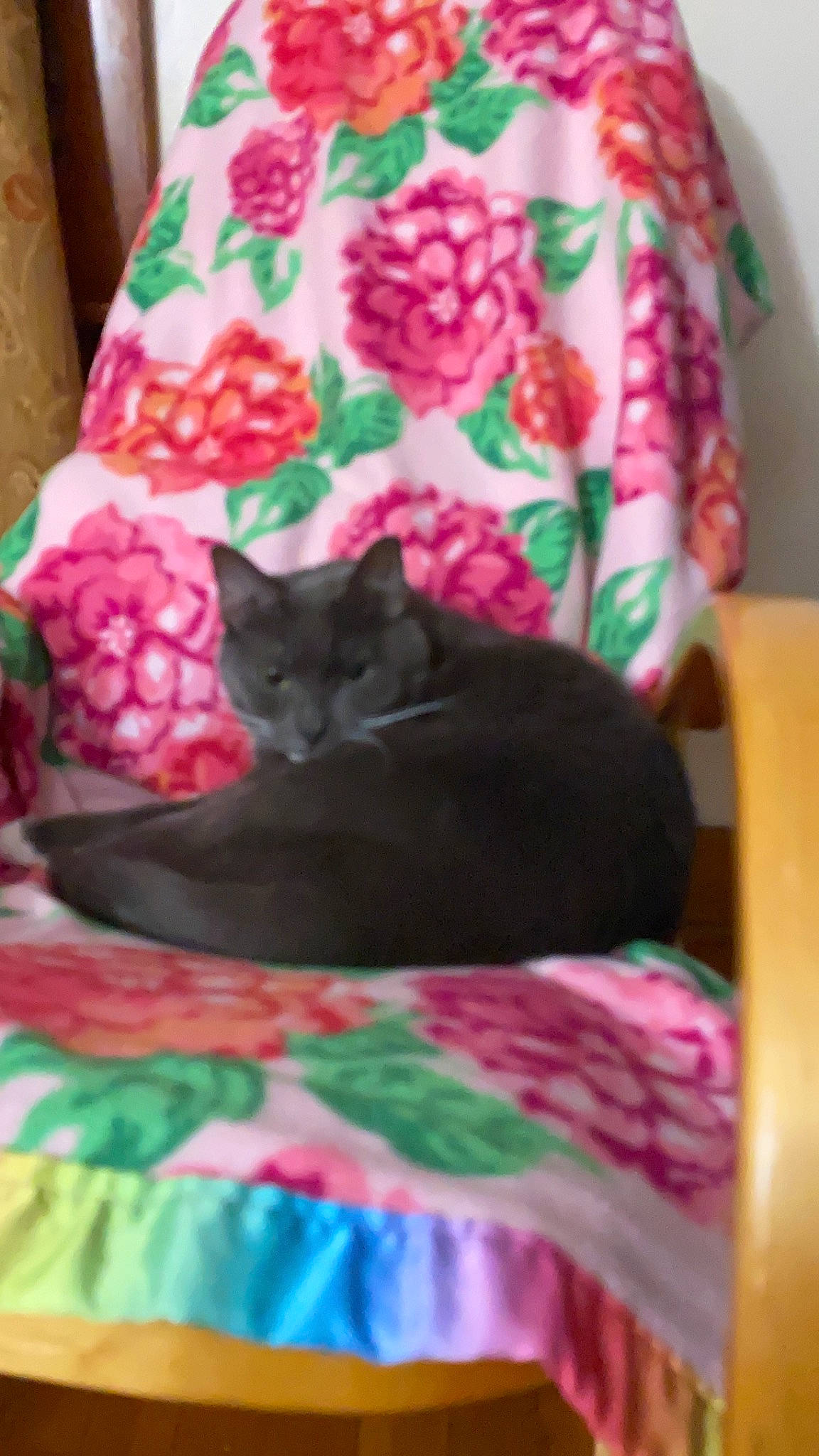 Chinnu is registered to the contest to win money with this photo: bed, bedding, black_cat, carnivore, cat, cat_supply, comfort, felidae, green, grey, linens, magenta, mammal, pattern, pink, purple, small_to_medium_sized_cats, tail, textile, whiskers