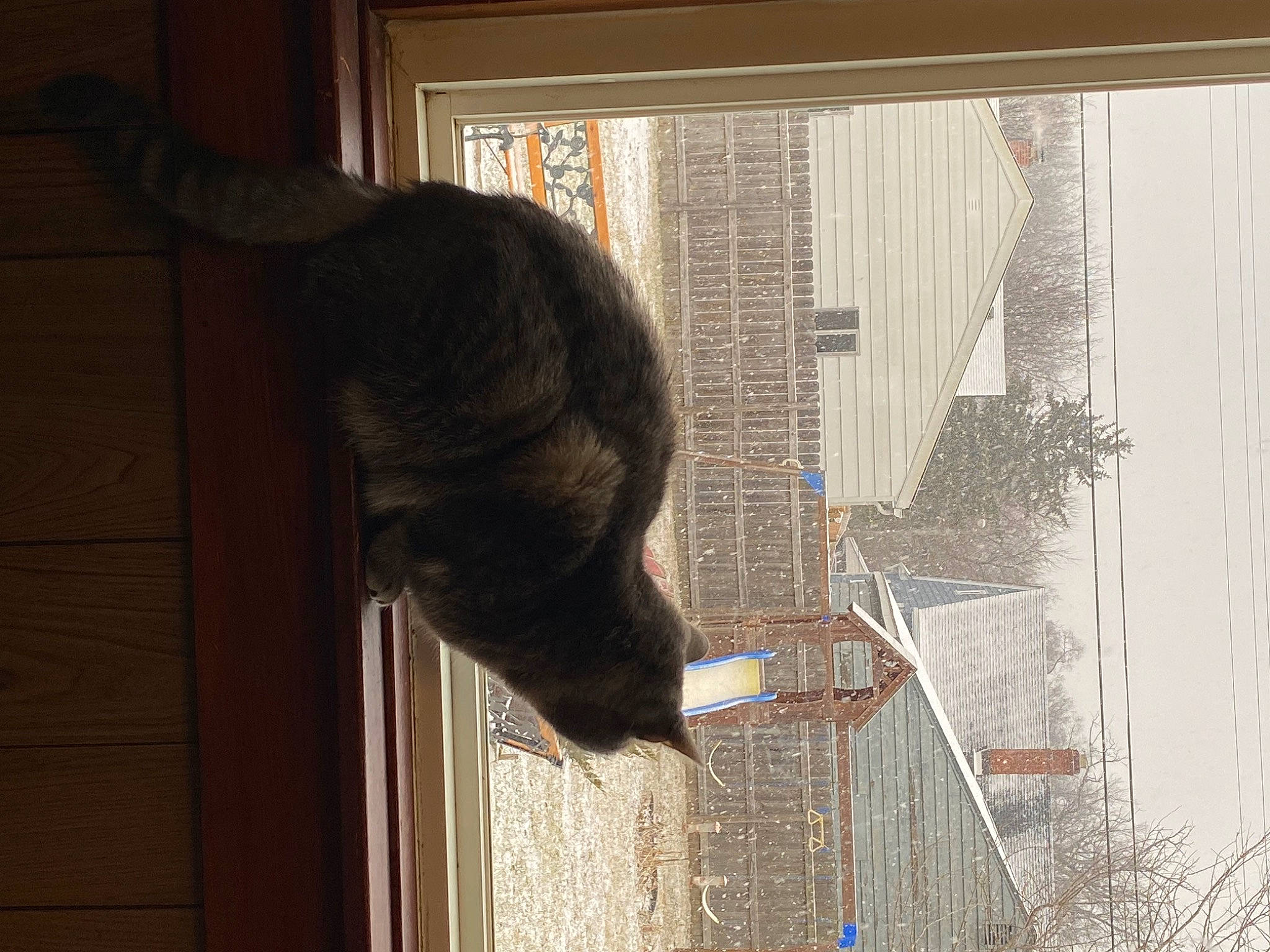 Opal joined the competition — help win amazing prizes! cage, carnivore, cat, domestic_short_haired_cat, door, felidae, fur, glass, pet_supply, sash_window, small_to_medium_sized_cats, snout, sporting_group, tail, tints_and_shades, tree, whiskers, window, window_treatment, wood