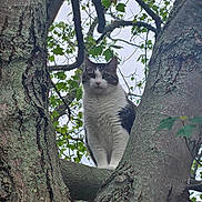 Gemiah Mae is registered to the contest to win money with this photo: cat, animal, tree, branch, fur, outdoor, nature, pet, whiskers, leaf, bark, mammal, wildlife, curious, alert, climbing, green, sky, closeup, portrait