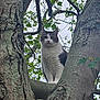 cat, animal, tree, branch, fur, outdoor, nature, pet, whiskers, leaf, bark, mammal, wildlife, curious, alert, climbing, green, sky, closeup, portrait