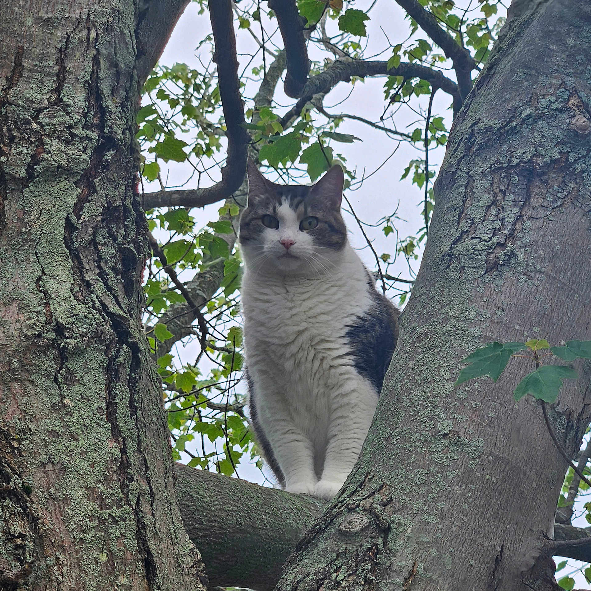Gemiah Mae is registered to the contest to win money with this photo: alert, animal, bark, branch, cat, climbing, closeup, curious, fur, green, leaf, mammal, nature, outdoor, pet, portrait, sky, tree, whiskers, wildlife