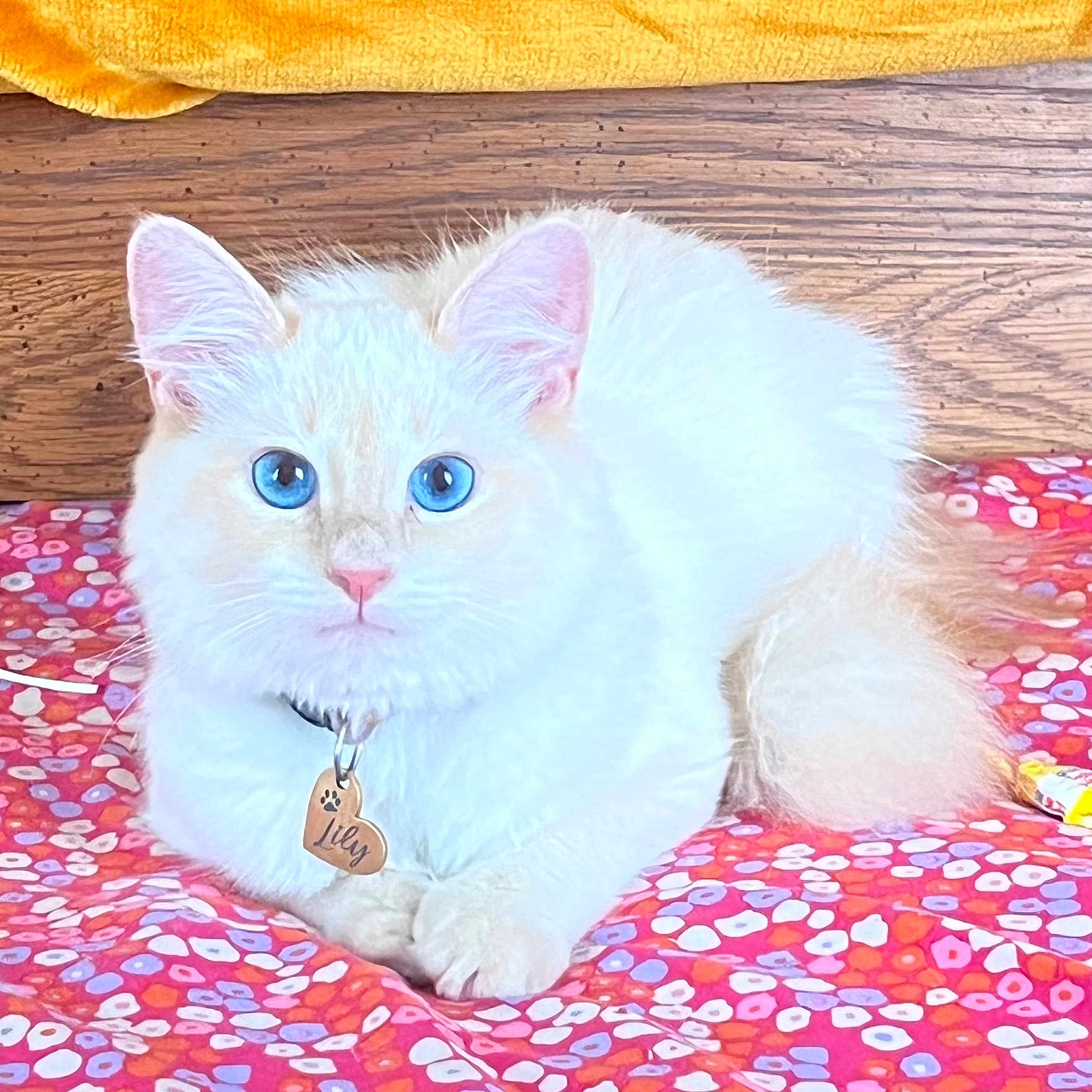 Lily