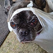 Chumlee joined the competition — help win amazing prizes! dog, close_up, brown_eyes, plastic_bag, pet, indoor, carpet, curious, face, ears, animal, domestic_animal, looking, snout, fur, portrait, canine, head, whiskers, expression