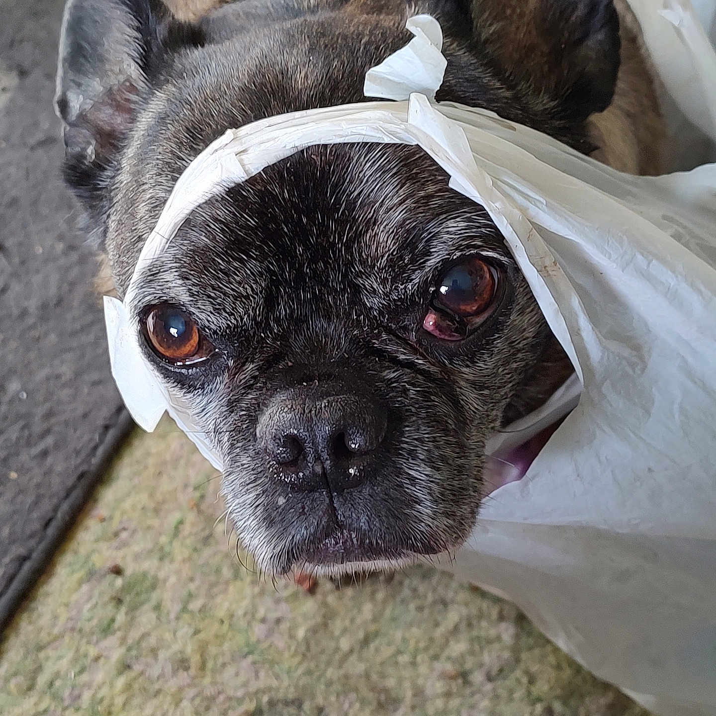 Chumlee