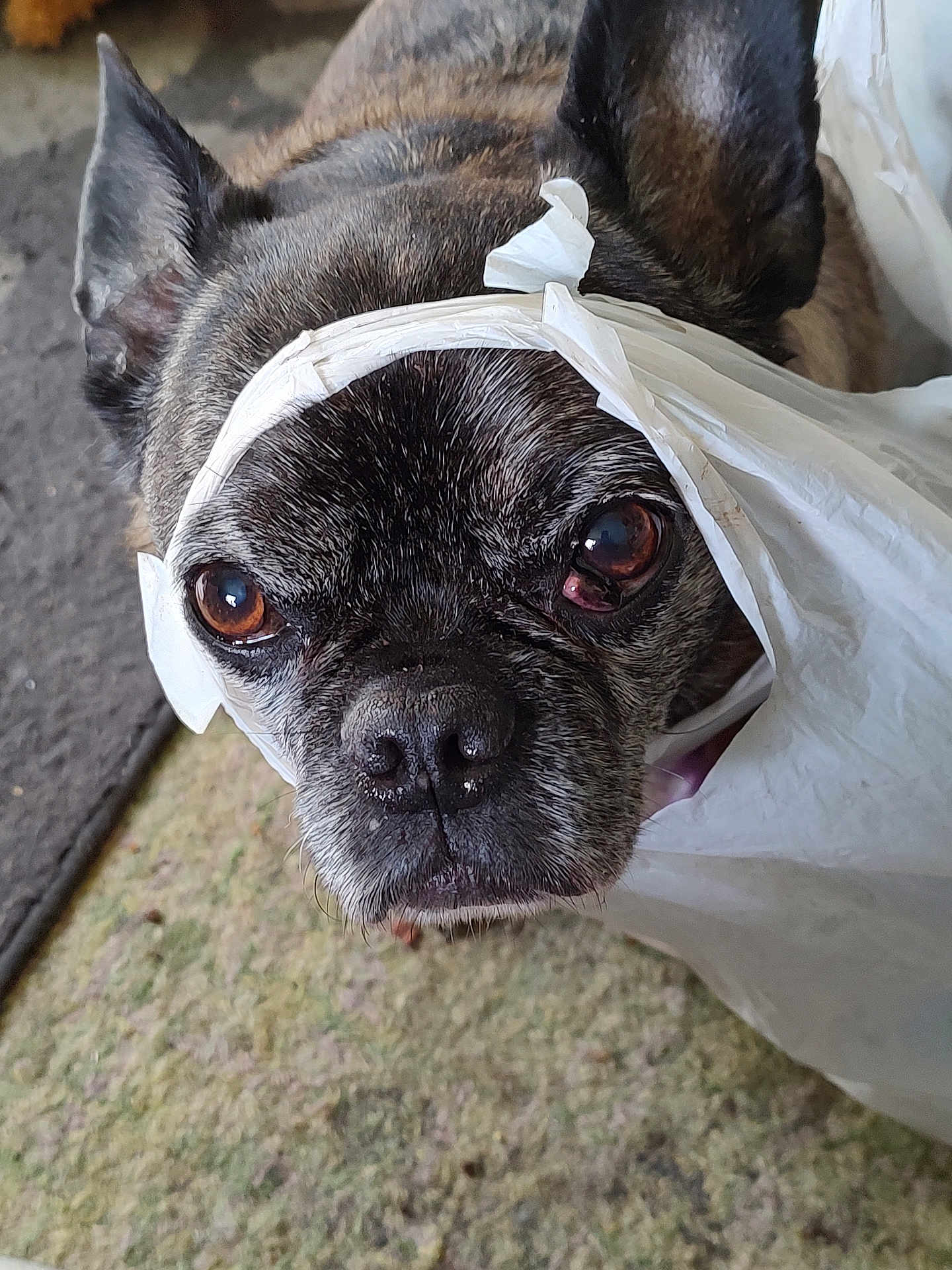 Chumlee joined the competition — help win amazing prizes! dog, close_up, brown_eyes, plastic_bag, pet, indoor, carpet, curious, face, ears, animal, domestic_animal, looking, snout, fur, portrait, canine, head, whiskers, expression