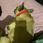 Rita participe au concours pour gagner de l'argent avec cette photo : dog, red_collar, bed, pink_bedspread, sleeping, shadow, paw, fur, pet, animal, indoor, resting, canine, cute, cozy, relaxed, ear, paw_pad, blanket, soft