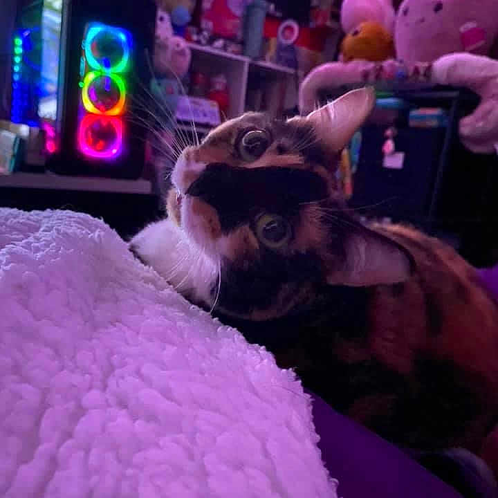 Zelda joined the competition — help win amazing prizes! animal, blanket, cat, computerhardware, electronics, face, furniture, hardware, head, indoors, kitten, light, monitor, person, pet, plush, purple, screen, toy, tv