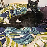 Lol participe au concours pour gagner de l'argent avec cette photo : bedspread, black_cat, cat, couch, cozy, domestic, feline, fur, green_eyes, home, indoor, lamp, leaf_pattern, pet, pillow, relaxed, resting, tropical_pattern, whiskers, white_paws