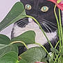 Lol participe au concours pour gagner de l'argent avec cette photo : background, black_and_white, bottle_cap, cat, closeup, curious, eyes, feline, flower, greenery, hidden, indoor, leaves, nature, pet, plant, red, stem, tuxedo_cat, whiskers