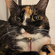 Catalina is registered to the contest to win money with this photo: animal, bell, calico_cat, cat, close_up, collar, curious, cute, domestic_cat, eyes, feline, fur, indoor, mammal, paws, pet, portrait, relaxed, resting, whiskers
