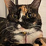 Catalina joined the competition — help win amazing prizes! animal, bell, calico, cat, close_up, collar, cozy, curious, face, fur, home, indoor, mammal, paws, pet, portrait, resting, texture, whiskers, yellow_eyes