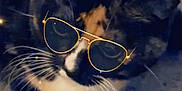 Catalina is registered to the contest to win money with this photo: adorable, animal, cat, closeup, cute, digital_filter, face, feline, filter_effect, fur, glasses_filter, indoor, paws, pet, relaxed, resting, sparkles, sunglasses, tortoiseshell, whiskers