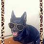 animal, black_dog, border, canine, cute, dog, ears_up, floor, fun, fur, happy, indoor, leopard_print, pet, portrait, sitting, smiling, sparkles, sunglasses, wood_floor