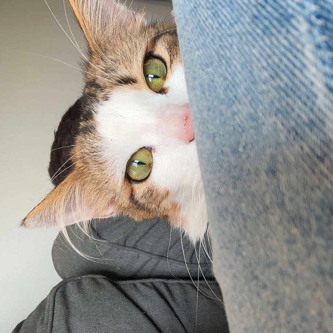Ratagaz participe au concours pour gagner de l'argent avec cette photo : cat, closeup, cozy, curious, cushions, denim, ears, fabric, feline, fur, green_eyes, hide_and_seek, indoor, nose, peeking, pet, playful, soft_texture, tabby, whiskers