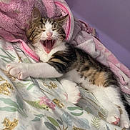Milo is registered to the contest to win money with this photo: animal, bed, blanket, cat, cozy, cute, feline, fluffy, indoor, kitten, pet, pink_towel, relaxed, resting, sleepy, soft, striped, tabby, white_paws, yawning
