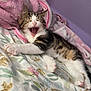animal, bed, blanket, cat, cozy, cute, feline, fluffy, indoor, kitten, pet, pink_towel, relaxed, resting, sleepy, soft, striped, tabby, white_paws, yawning