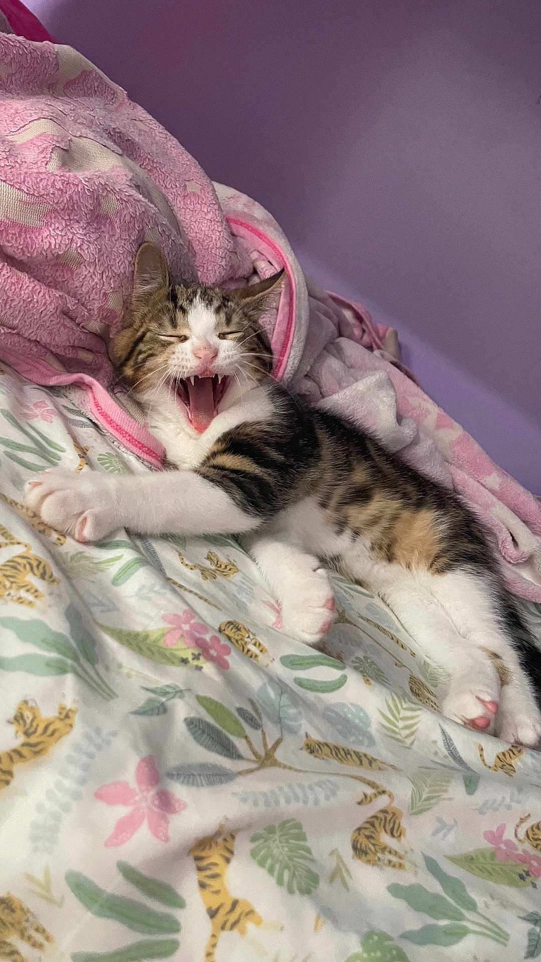 Milo is registered to the contest to win money with this photo: animal, bed, blanket, cat, cozy, cute, feline, fluffy, indoor, kitten, pet, pink_towel, relaxed, resting, sleepy, soft, striped, tabby, white_paws, yawning