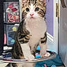 Milo is registered to the contest to win money with this photo: animal, cat, colorful, curious, cute, feline, floor, fur, household, indoor, kitten, looking, paws, pets, playful, stool, tabby, toy, whiskers, young