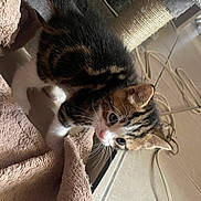 Milo is registered to the contest to win money with this photo: animal, cables, cat, curious, cute, domestic, ears, floor, fur, indoor, kitten, paw, pet, playful, scratching_post, small, tile, towel, whiskers, young_animal