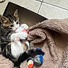 Milo joined the competition — help win amazing prizes! animal, blanket, box, cat, cozy, curious, cute, floor, fur, indoor, kitten, pet, playful, resting, small, soft, tabby, toy, white_paws, young