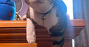 Milo is registered to the contest to win money with this photo: animal, cat, collar, curious, curtain, cute, domestic, feline, furniture, indoor, light, paw, pet, plush_toy, relaxed, resting, tabby, whiskers, window, wooden_cabinet