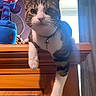 animal, cat, collar, curious, curtain, cute, domestic, feline, furniture, indoor, light, paw, pet, plush_toy, relaxed, resting, tabby, whiskers, window, wooden_cabinet