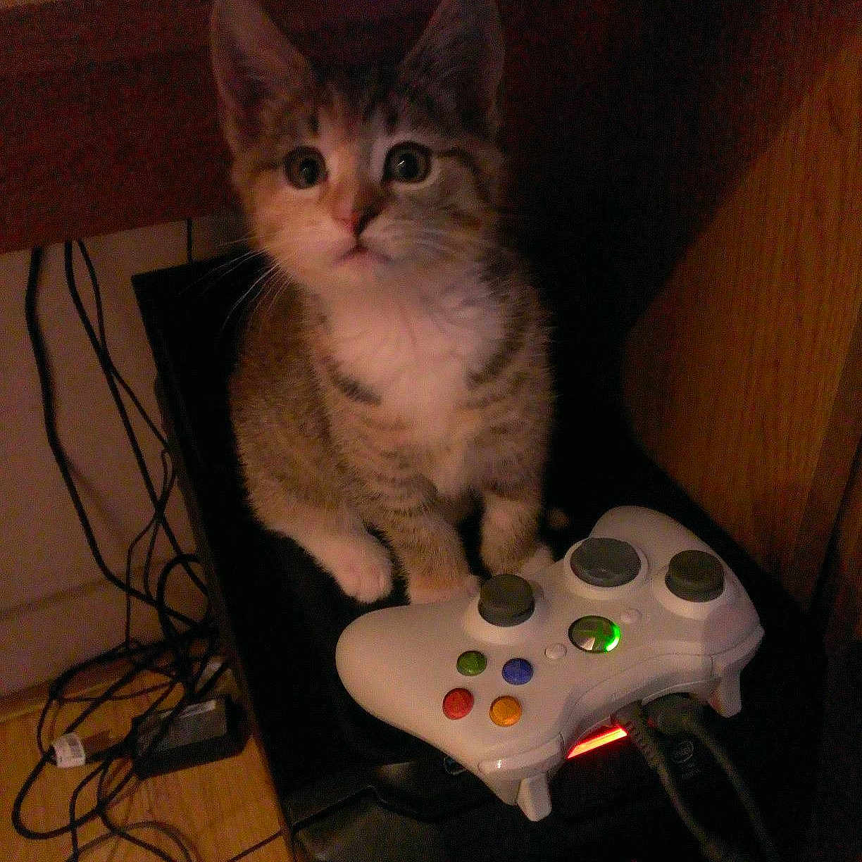 Nibbler is registered to the contest to win money with this photo: