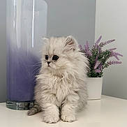 Luna is registered to the contest to win money with this photo: kitten, cat, fluffy, pet, animal, cute, indoor, white_surface, purple_candle, potted_plant, lavender, decor, small_animal, fur, adorable, still_life, domestic, young_cat, calm, portrait