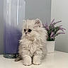 kitten, cat, fluffy, pet, animal, cute, indoor, white_surface, purple_candle, potted_plant, lavender, decor, small_animal, fur, adorable, still_life, domestic, young_cat, calm, portrait