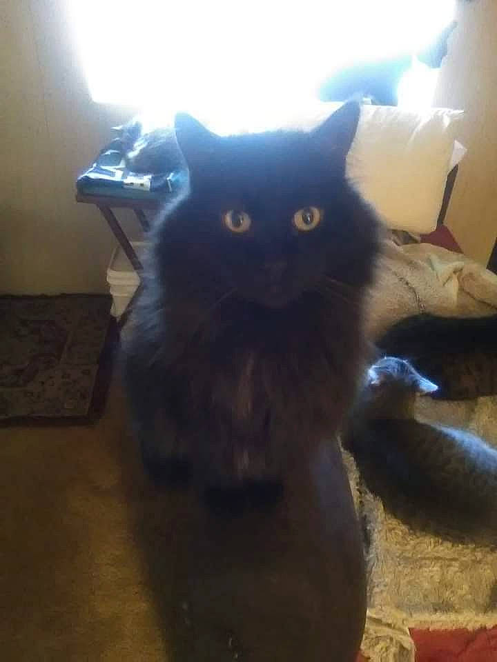 Einstein is registered to the contest to win money with this photo: black_cat, carnivore, cat, claw, comfort, domestic_short_haired_cat, eye, felidae, flooring, fur, grey, hardwood, paw, room, sitting, small_to_medium_sized_cats, tail, tints_and_shades, whiskers, wood