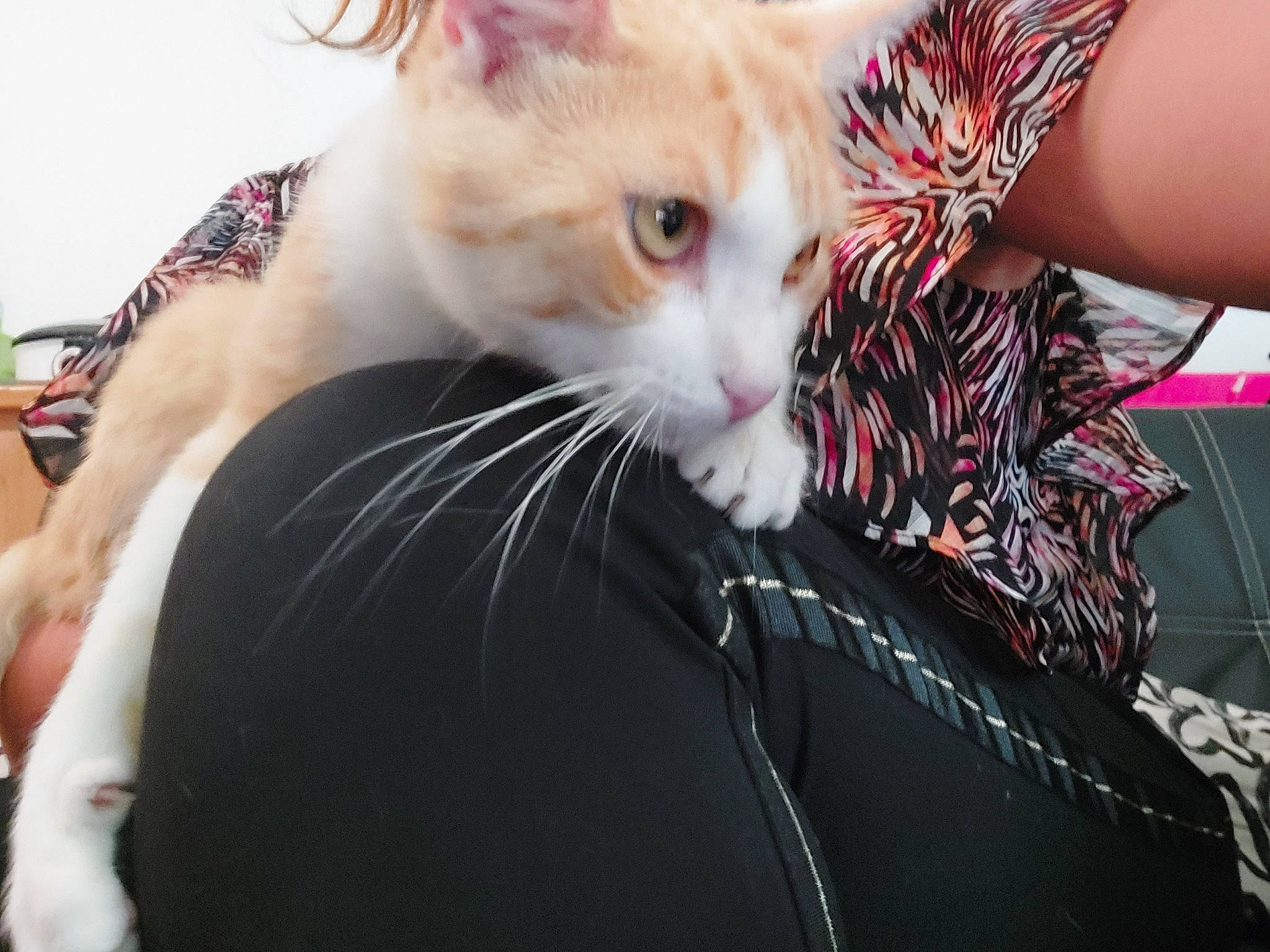 Salameche a rejoint le concours — aidez-le/la à gagner de superbes lots ! carnivore, cat, claw, domestic_short_haired_cat, event, eye, eyelash, eyewear, fawn, felidae, fur, gesture, lap, nail, paw, small_to_medium_sized_cats, snout, tail, tree, whiskers