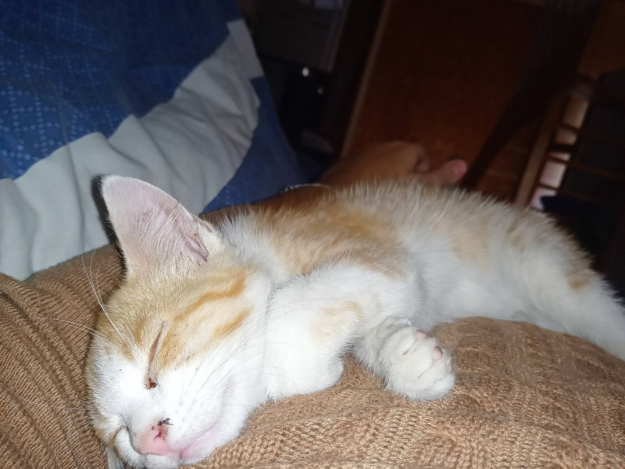 Salameche participe au concours pour gagner de l'argent avec cette photo : carnivore, cat, claw, comfort, domestic_short_haired_cat, ear, eye, fawn, felidae, foot, fur, lap, nap, paw, sitting, sleep, small_to_medium_sized_cats, snout, tail, whiskers