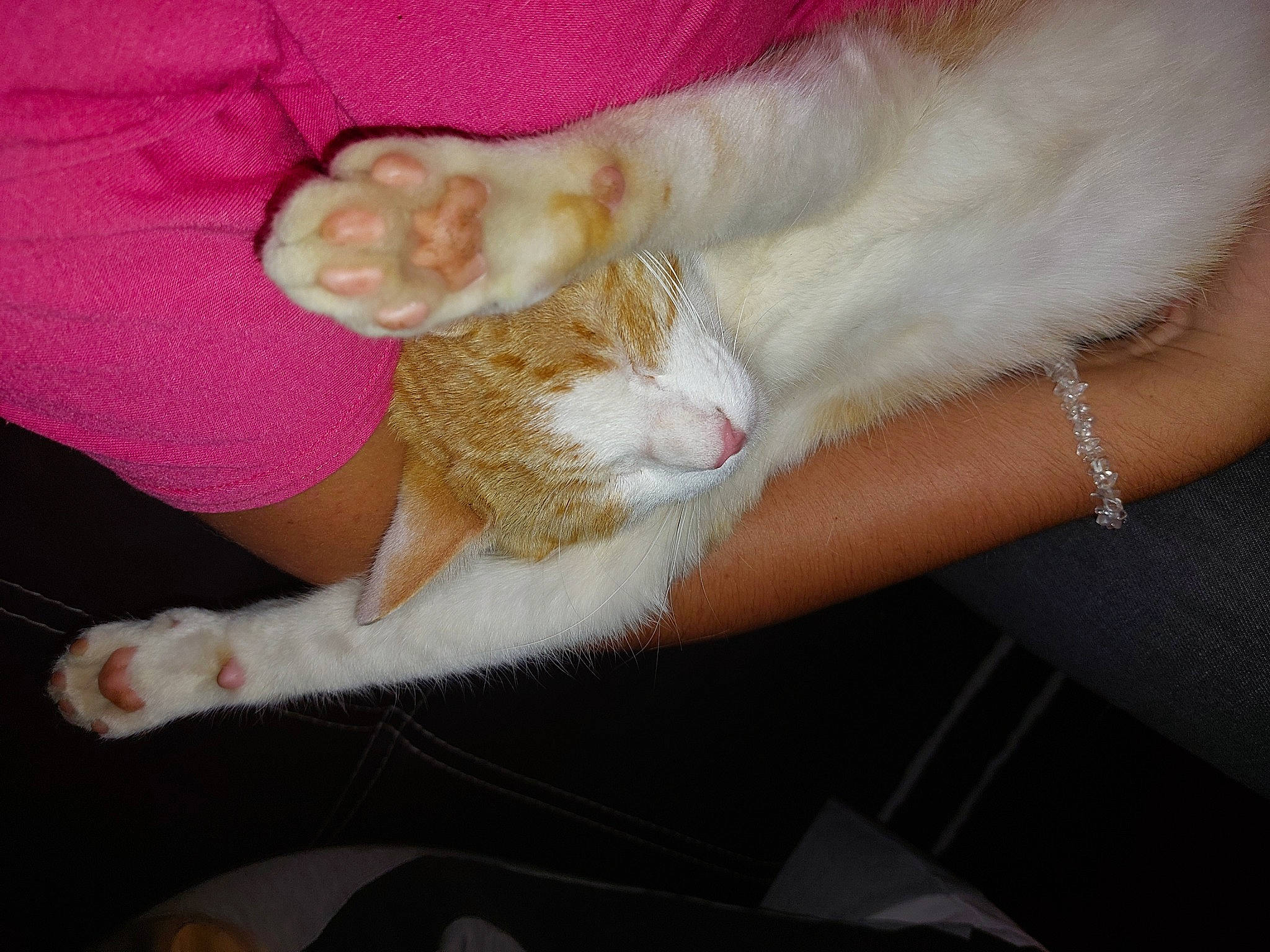 Salameche participe au concours pour gagner de l'argent avec cette photo : carnivore, cat, comfort, ear, fawn, felidae, finger, foot, fur, gesture, human_body, human_leg, lap, leg, nail, paw, small_to_medium_sized_cats, thumb, whiskers, wrist