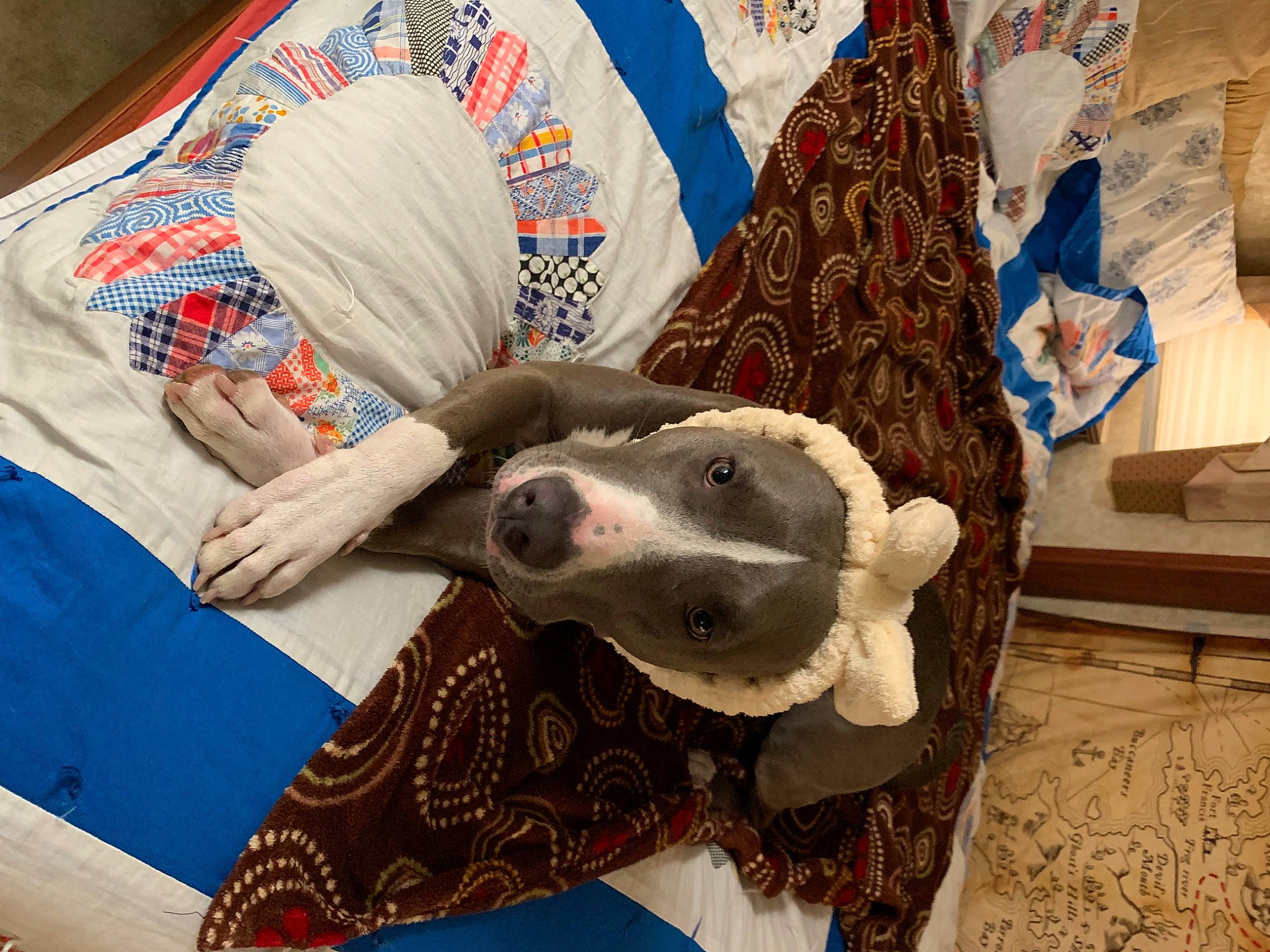 Belladonna joined the competition — help win amazing prizes! art, canidae, carnivore, chair, comfort, companion_dog, costume_hat, dog, dog_breed, fashion_accessory, fawn, felidae, fur, linens, pattern, small_to_medium_sized_cats, sporting_group, textile, wool, working_animal