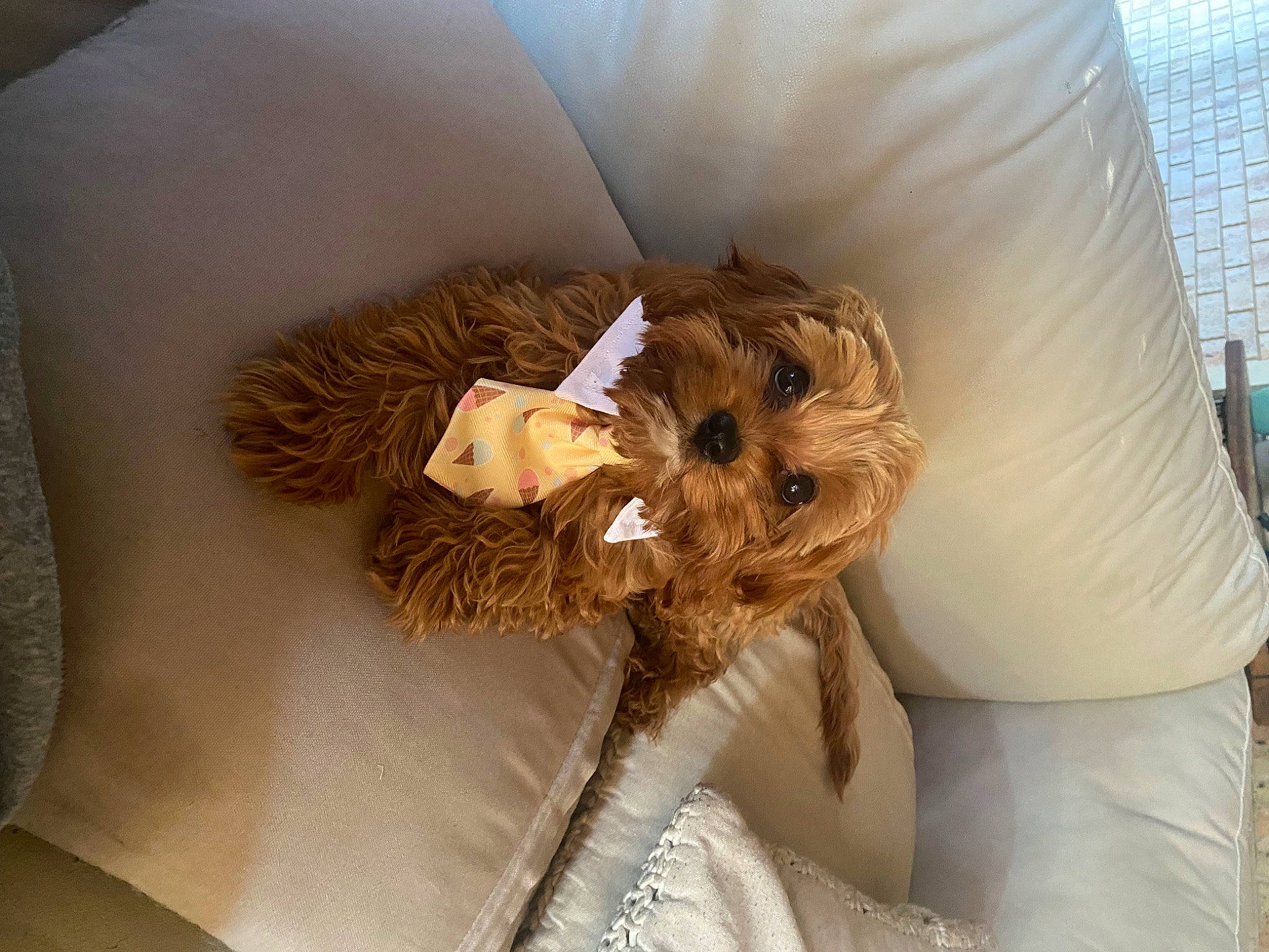 Chuka joined the competition — help win amazing prizes! beard, bridal_accessory, brown_hair, ceiling, comfort, cut_flowers, fashion_accessory, fashion_design, fawn, feather, fur, happy, hat, headpiece, linens, petal, sitting, sun_hat, toy, wing