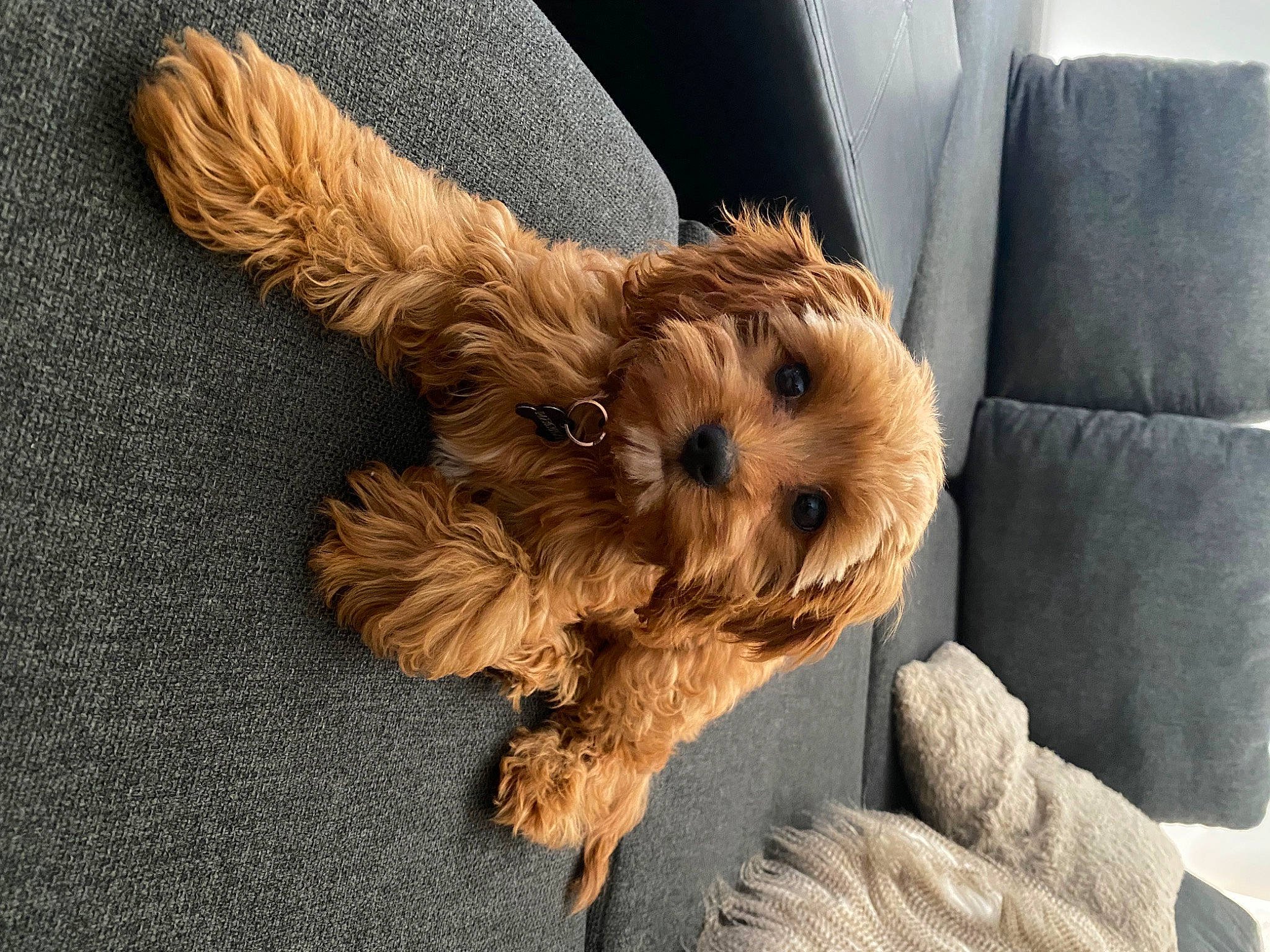 Chuka is registered to the contest to win money with this photo: canidae, carnivore, comfort, companion_dog, dog, dog_breed, dog_supply, fawn, fur, liver, paw, small_terrier, sporting_group, tail, terrier, toy, toy_dog, wood, working_animal, yorkipoo